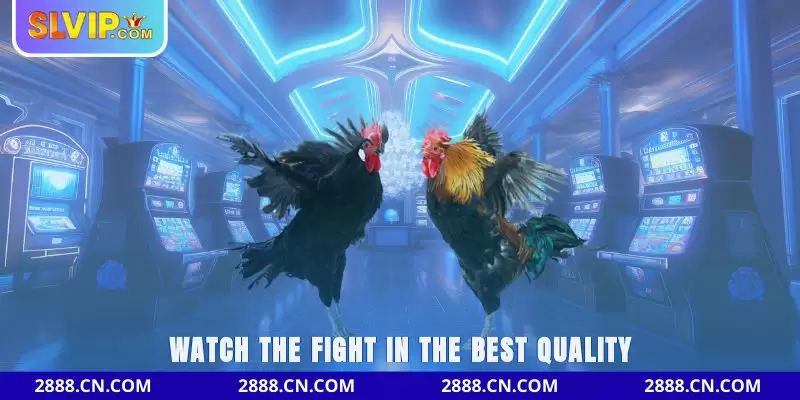 SLVIP Cockfighting