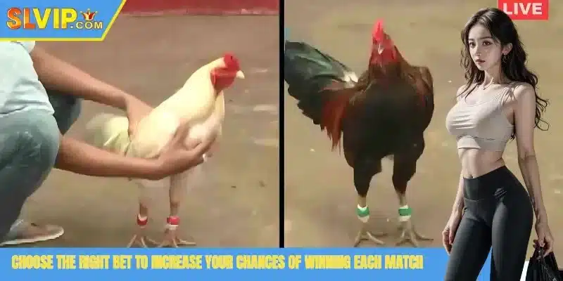 Choose the right bet to increase your chances of winning each match