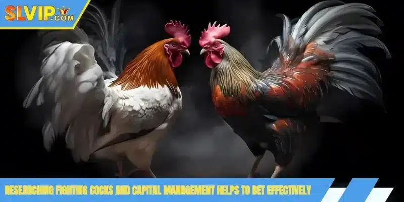 Researching fighting cocks and capital management helps to bet effectively