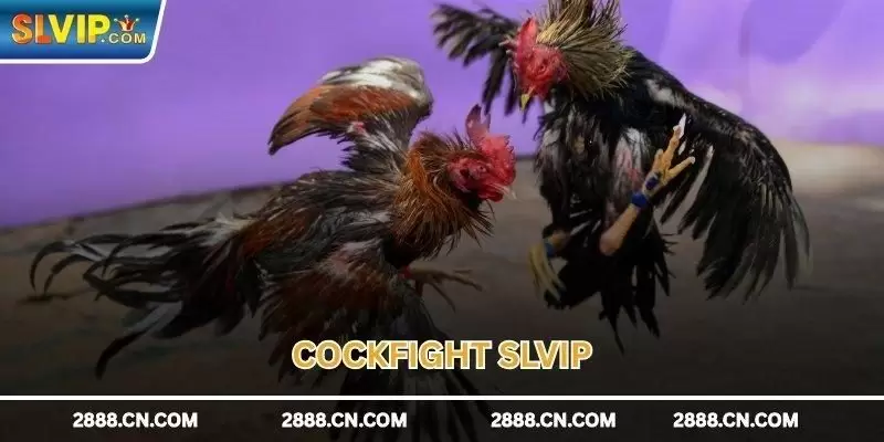 Cockfight SLVIP