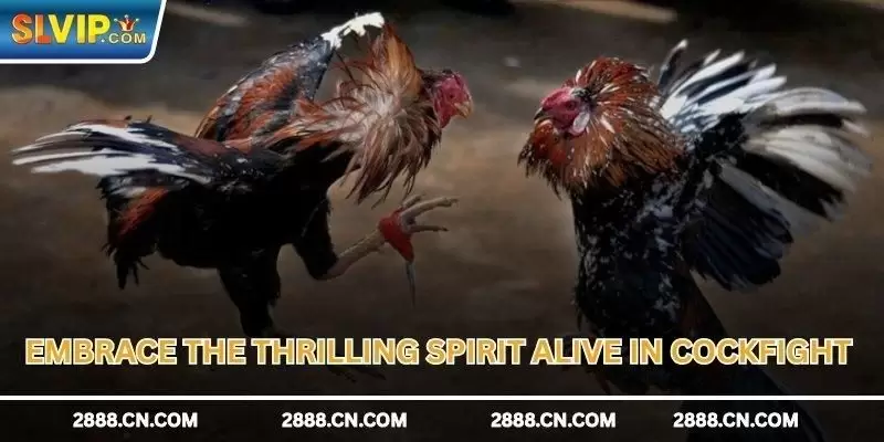 Cockfight SLVIP