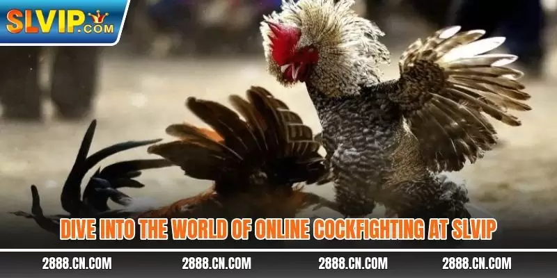 Dive into the world of online cockfighting at SLVIP